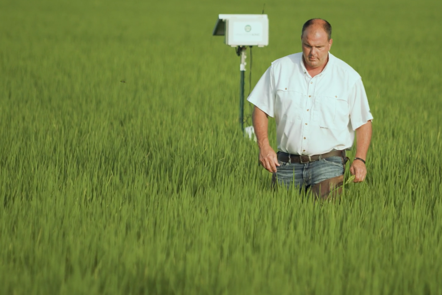 Jim Whitaker Walking in his arkansas rice farm - sustainable rice cultivation in the US